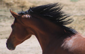 Running horse