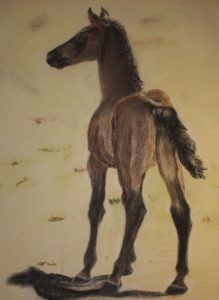 baby horse drawing