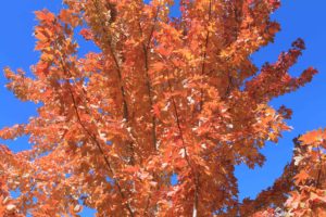 autumn leaves against blue sky