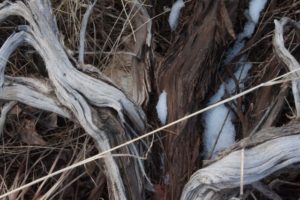 driftwood photo