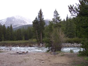 evergreen trees and water photo
