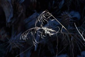 lone highlighted twig photo
