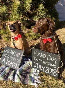photo of two dogs
